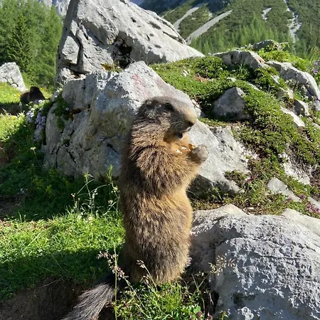 Haus Sonnleitner Ramsau am Dachstein