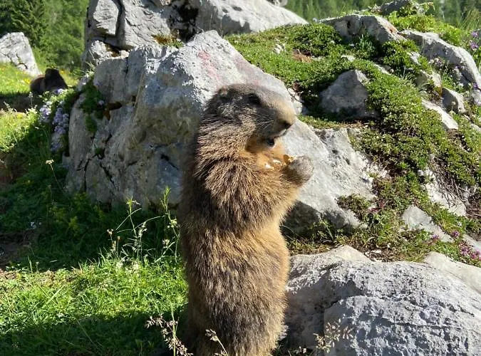 Haus Sonnleitner رامساو أم داتشستين